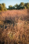 Cushion Fleabane among Cheatgrass