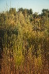 Bluebunch Wheatgrass among Cheatgrass