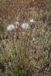 False Agoseris in seed among Woolly Plantain