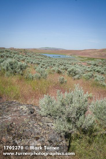 Artemisia tridentata