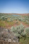 Sagebrush among grasses near Susan Lake