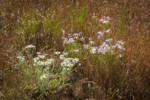 Shaggy Fleabane, Longleaf Phlox among Cheatgrass