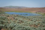 Sagebrush among grasses near Susan Lake