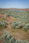 Sagebrush among Bluebunch Wheatgrass, Cheatgrass near Susan Lake