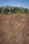 Shaggy Fleabane, Bluebunch Wheatgrass among Sagebrush & Cheatgrass near Susan Lake
