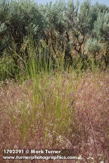 Pseudoroegneria spicata; Bromus tectorum; Artemisia tridentata