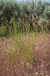 Bluebunch Wheatgrass among Cheatgrass, Sagebrush near Susan Lake