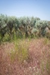 Bluebunch Wheatgrass among Cheatgrass, Sagebrush near Susan Lake