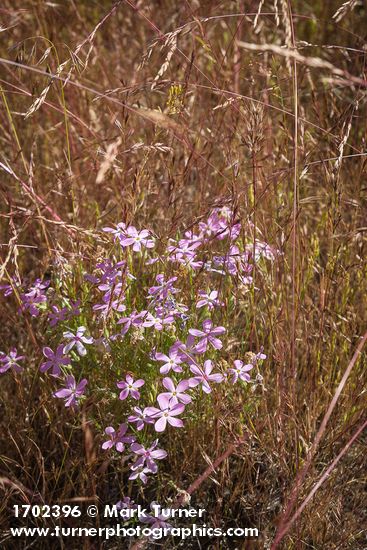 Phlox longifolia; Bromus tectorum