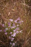 Longleaf Phlox among Cheatgrass near Susan Lake