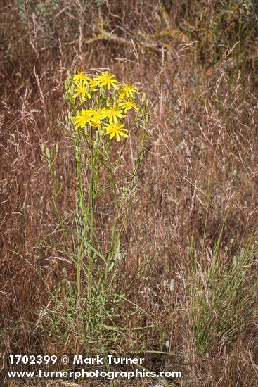 Crepis atribarba; Bromus tectorum