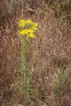 Slender Hawksbeard among Cheatgrass near Susan Lake