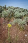Slender Hawksbeard among Cheatgrass, Sagebrush near Susan Lake