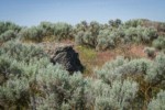 Sagebrush around Basalt boulder near Susan Lake