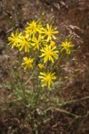 Slender Hawksbeard