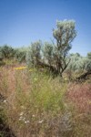 Longleaf Phlox, Bluebunch Wheatgrass, Slender Hawksbeard, Sagebrush among Cheatgrass