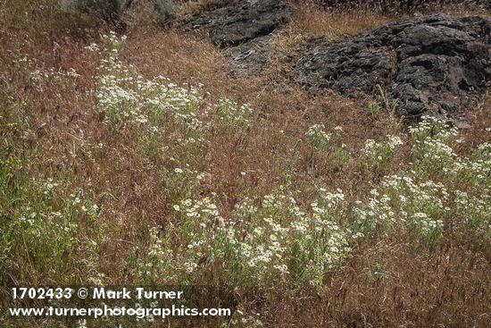 Erigeron pumilus; Bromus tectorum