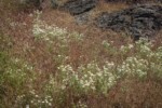 Shaggy Fleabane among Cheatgrass