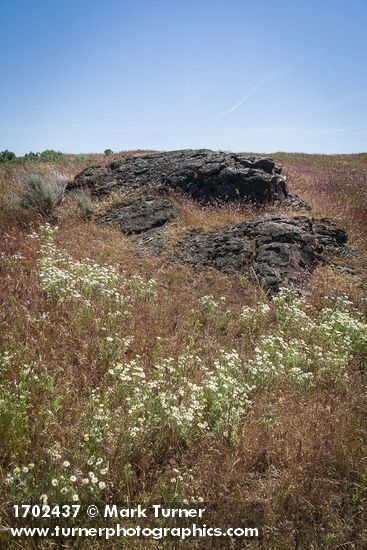 Erigeron pumilus; Bromus tectorum