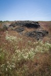 Shaggy Fleabane among Cheatgrass