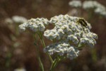 Mating beetles on Yarrow blossoms