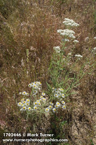 Erigeron pumilus; Achillea millefolium; Bromus tectorum