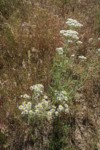 Shaggy Fleabane, Yarrow among Cheatgrass