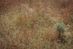 Woolly Plantain among Cheatgrass