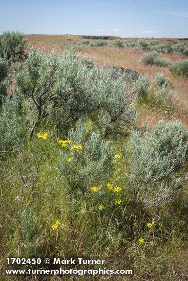 Crepis atribarba; Artemisia tridentata