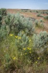 Slender Hawksbeard among Sagebrush