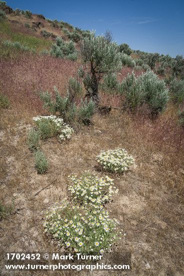 Erigeron pumilus; Bromus tectorum; Artemisia tridentata