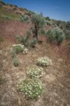 Shaggy Fleabane among Cheatgrass & Sagebrush