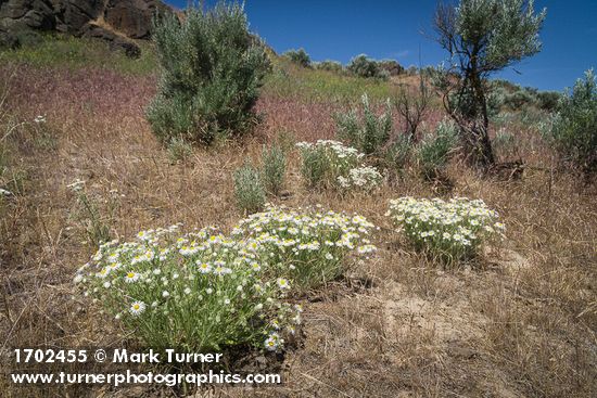 Erigeron pumilus; Bromus tectorum; Artemisia tridentata