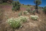 Shaggy Fleabane among Cheatgrass & Sagebrush