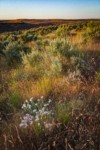 Longleaf Phlox, Shaggy Fleabane, Sagebrush at sunset