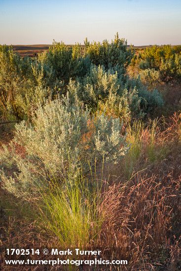 Pseudoroegneria spicata; Artemisia tridentata