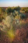 Bluebunch Wheatgrass among Sagebrush at sunset