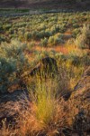 Bluebunch Wheatgrass among Sagebrush at sunset