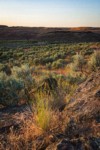 Bluebunch Wheatgrass among Sagebrush at sunset