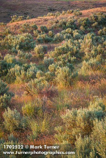 Pseudoroegneria spicata; Artemisia tridentata