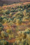 Bluebunch Wheatgrass among Sagebrush at sunset