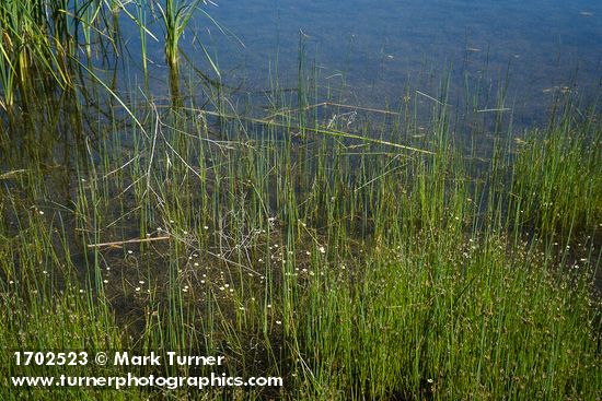 Ranunculus aquatilis; Juncus balticus