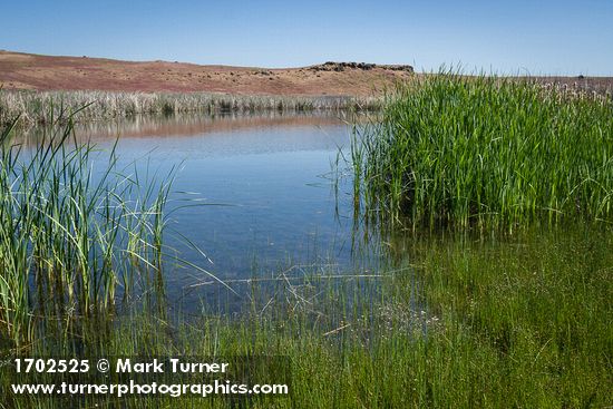 Ranunculus aquatilis; Juncus balticus; Typha latifolia