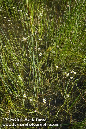 Ranunculus aquatilis; Juncus balticus