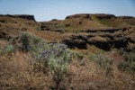 Purple Sage among Sagebrush