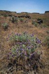 Purple Sage