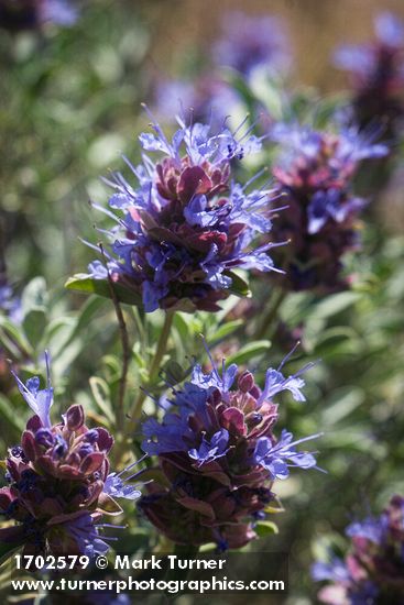 Salvia dorrii