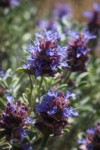 Purple Sage blossoms