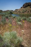 Slender Hawksbeard, Yarrow, Cheatgrass, Sagebrush on slope above Pillar Lake
