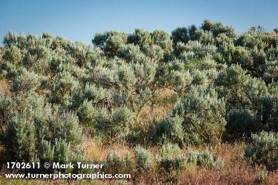 Artemisia tridentata